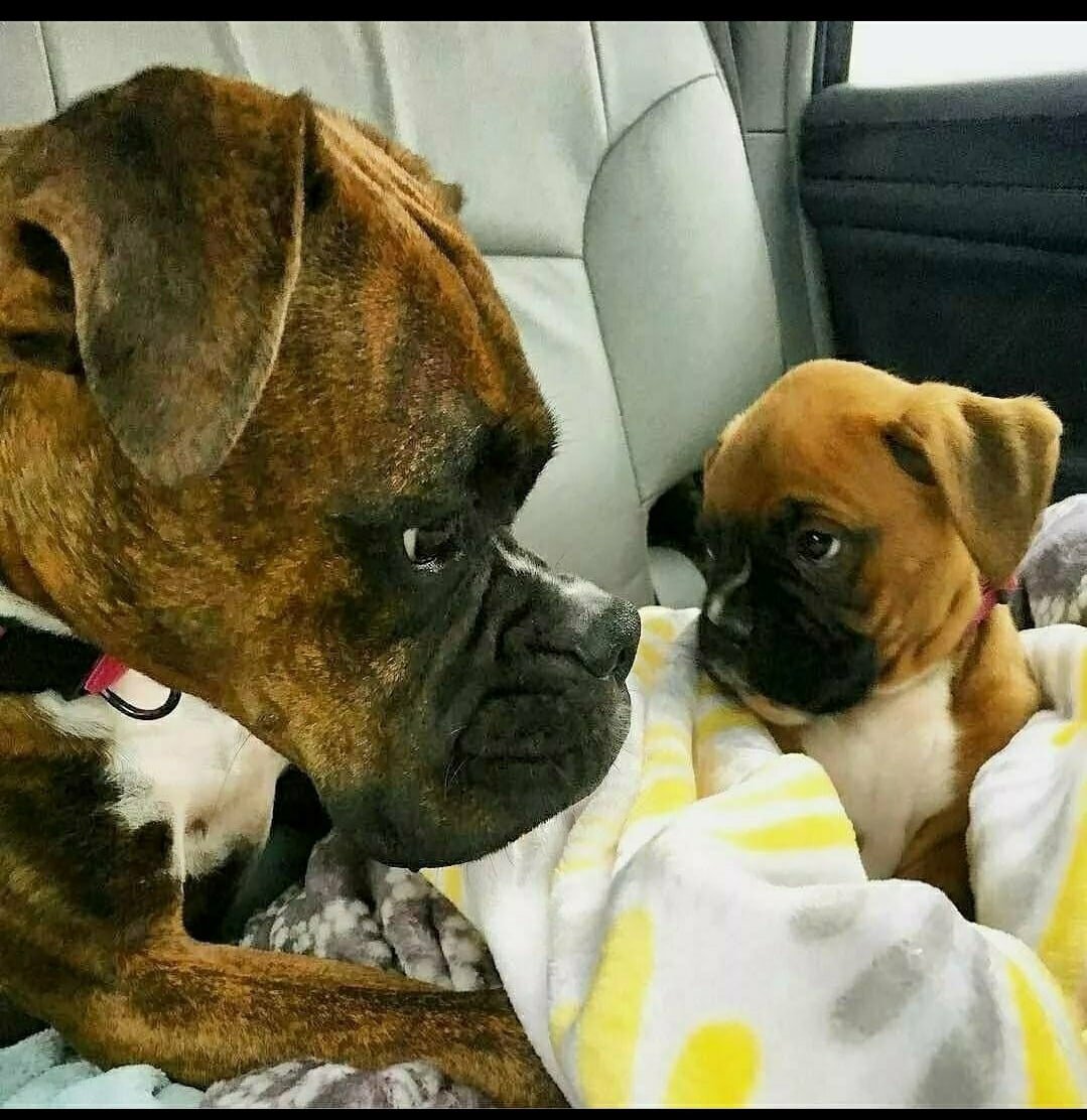 Сенбернар боксер