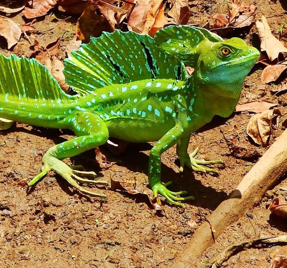 Игуана Василиск