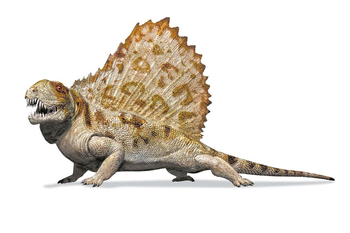 Диметродон это рептилия