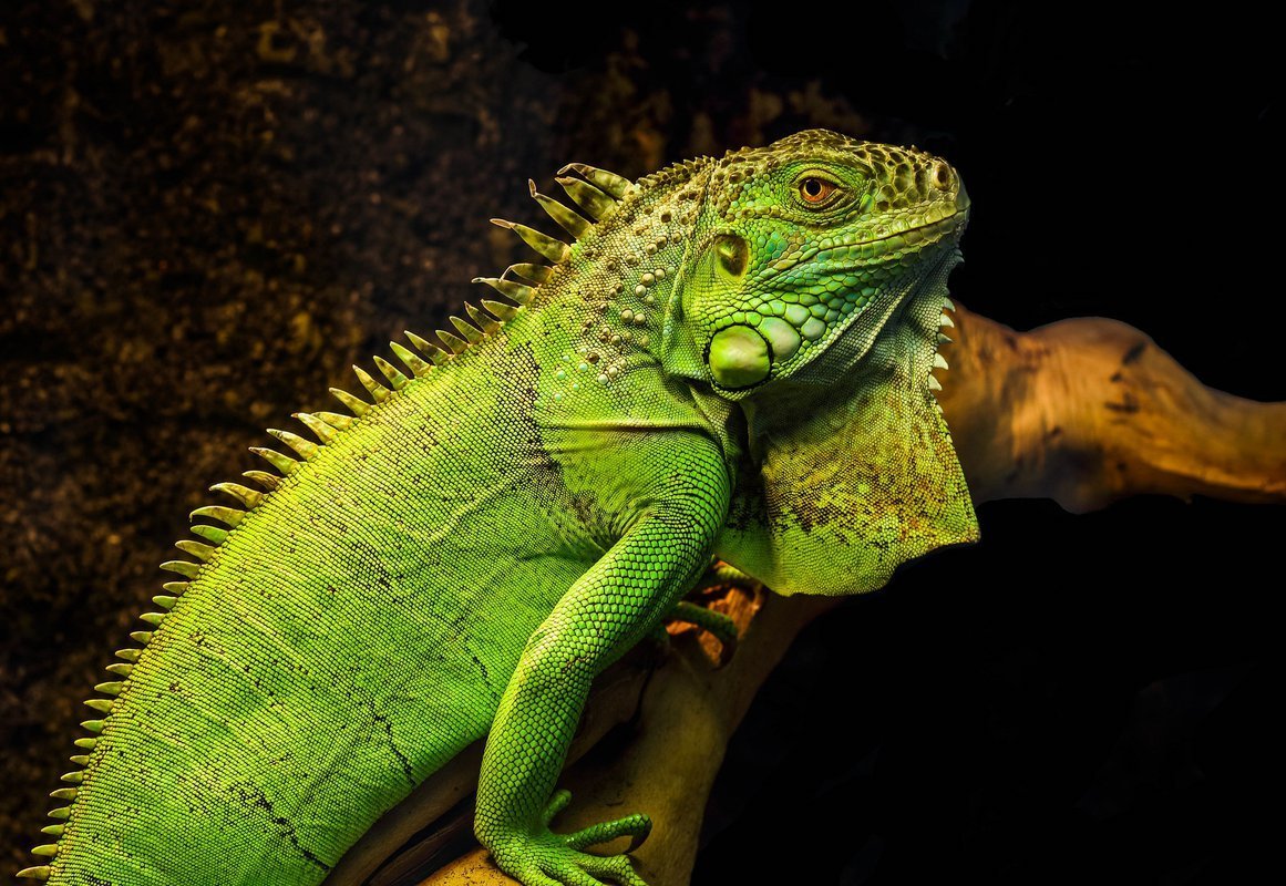 Игуана зеленая обыкновенная