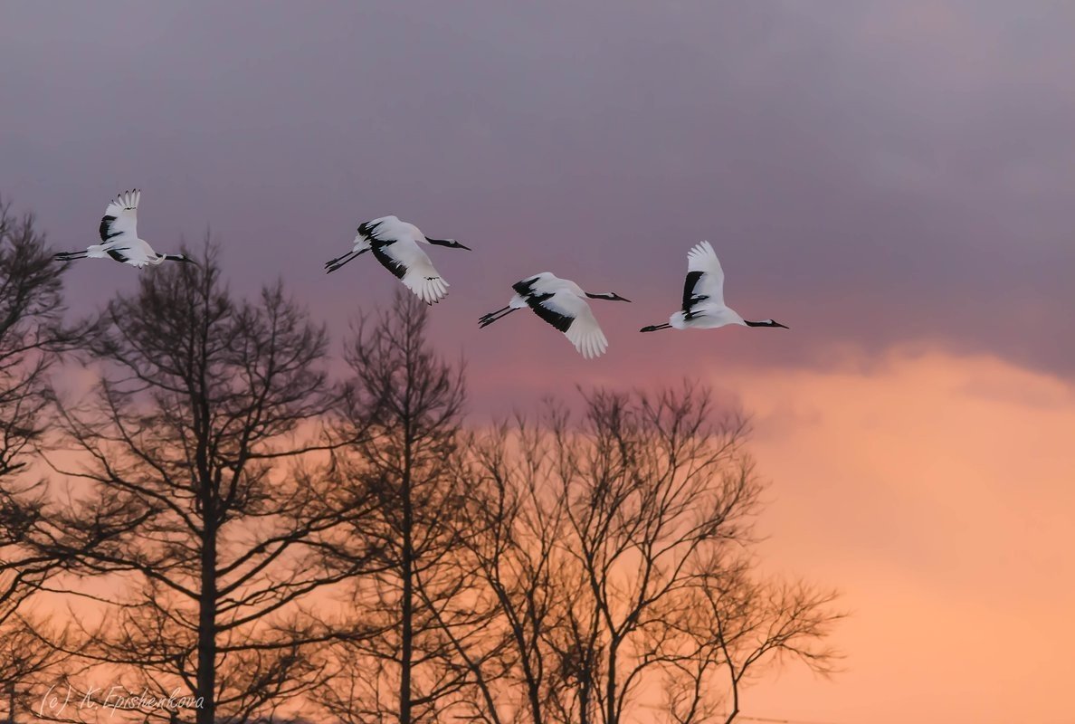 Клин журавлей Стефашина
