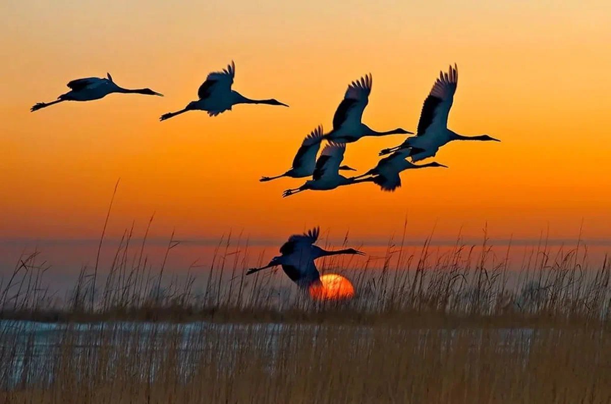 Далеко далеко далеко далеко далеко Журавли улетели