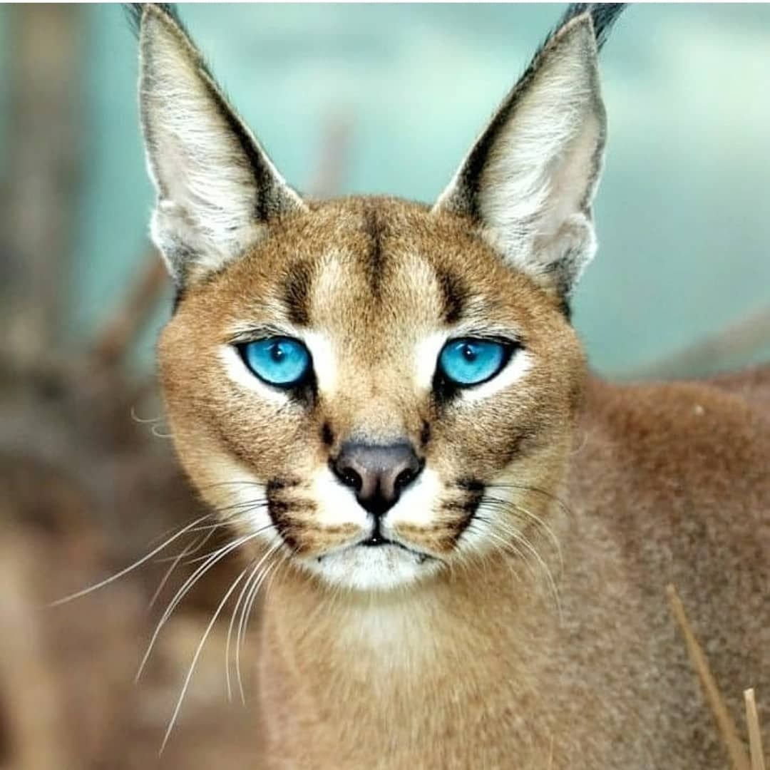 Каракал и каракет