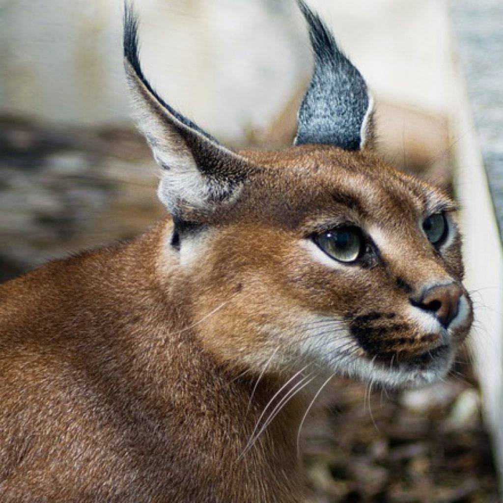 Кошка Дикая с кисточками каракал