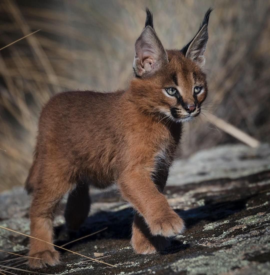 Каракал пустынная Рысь домашняя