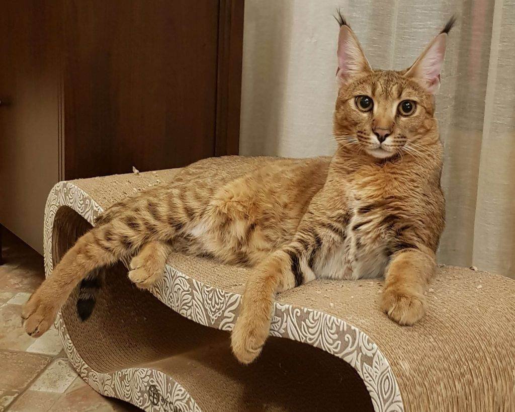 Каракет порода кошек