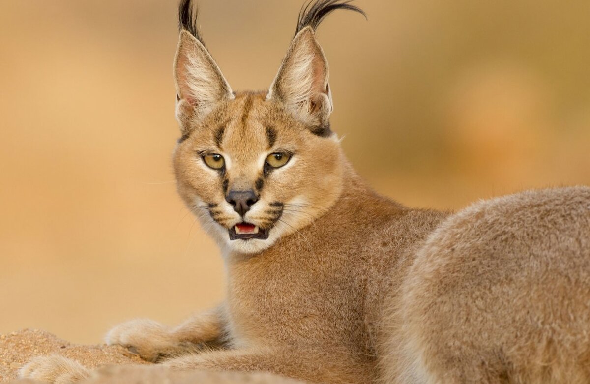 Породы кошек с кисточками