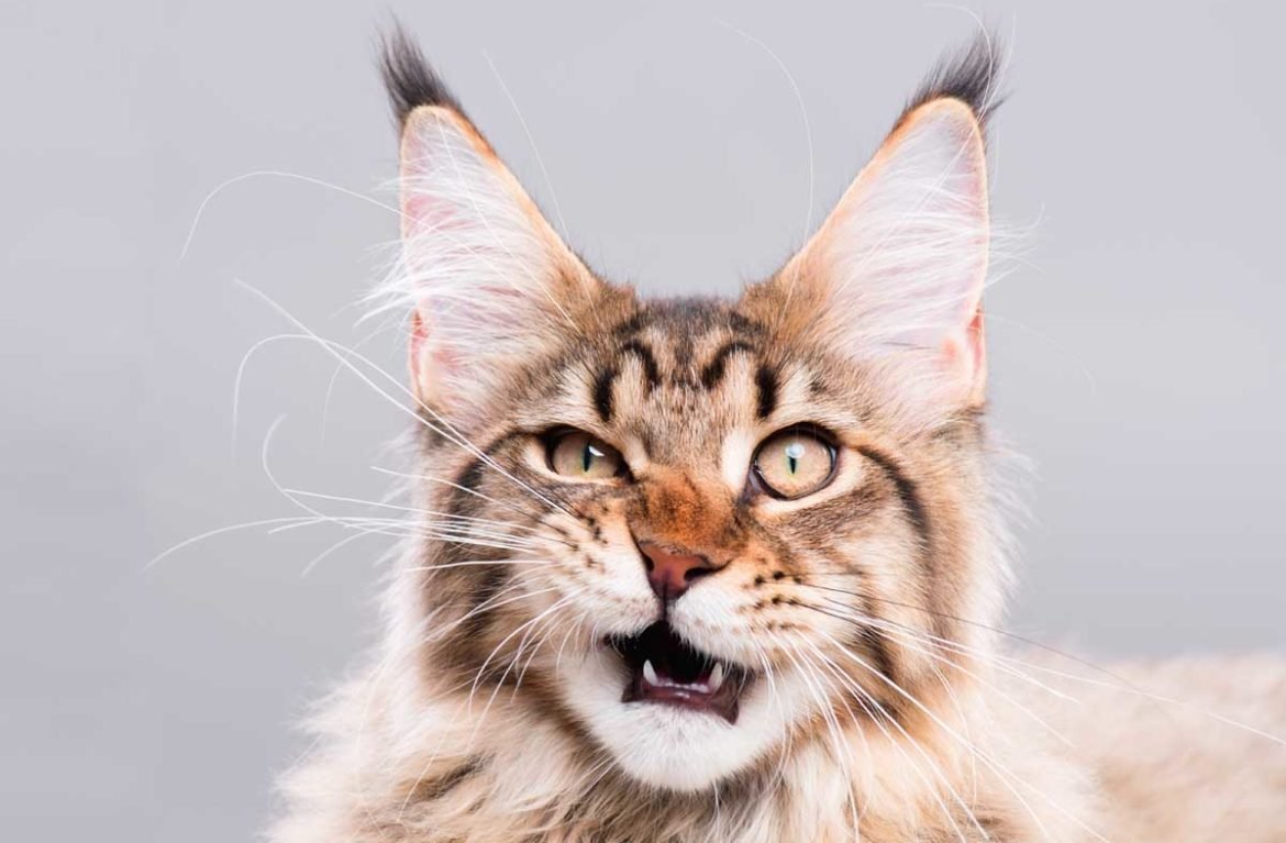 Кошка Мейн кун