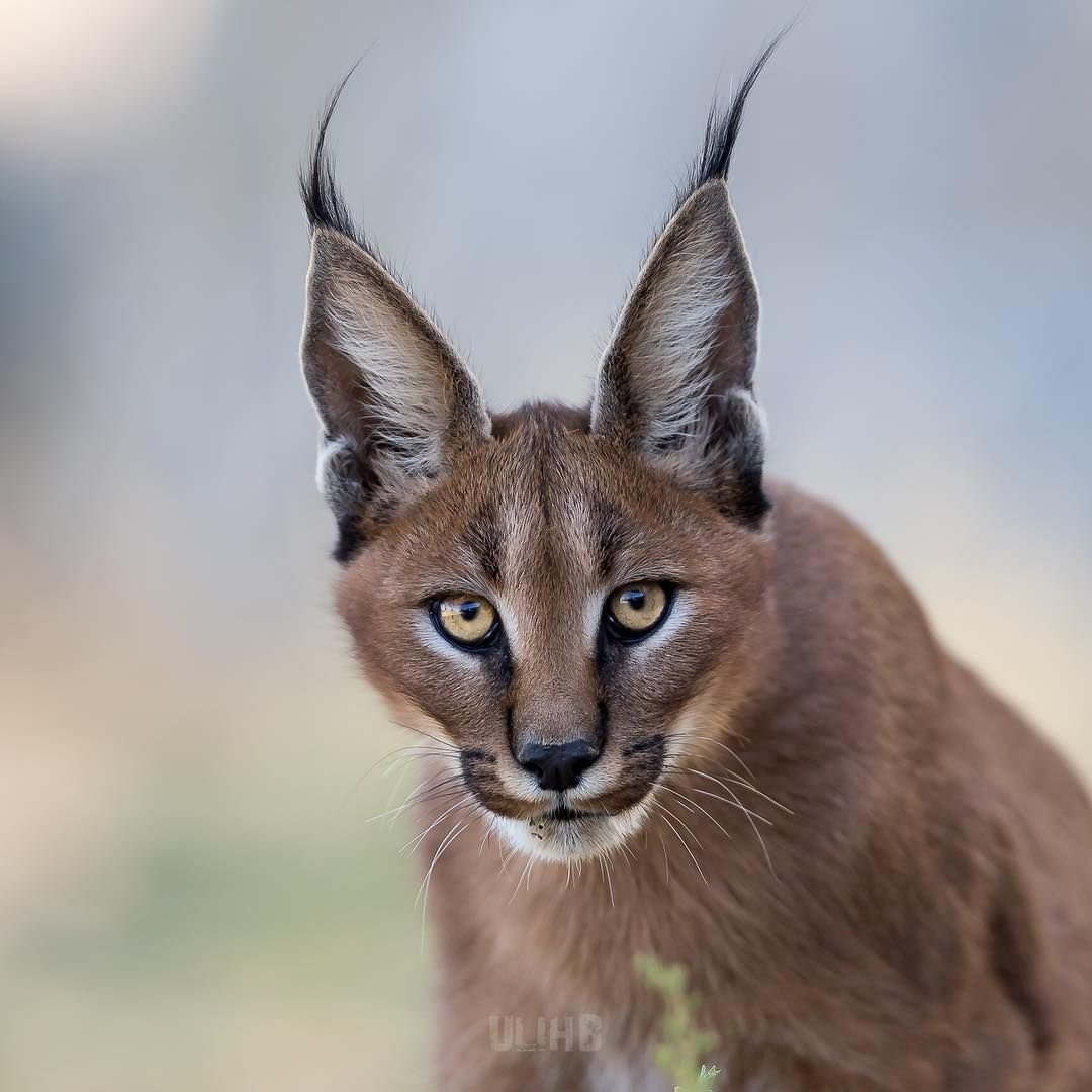 Каракал меланист