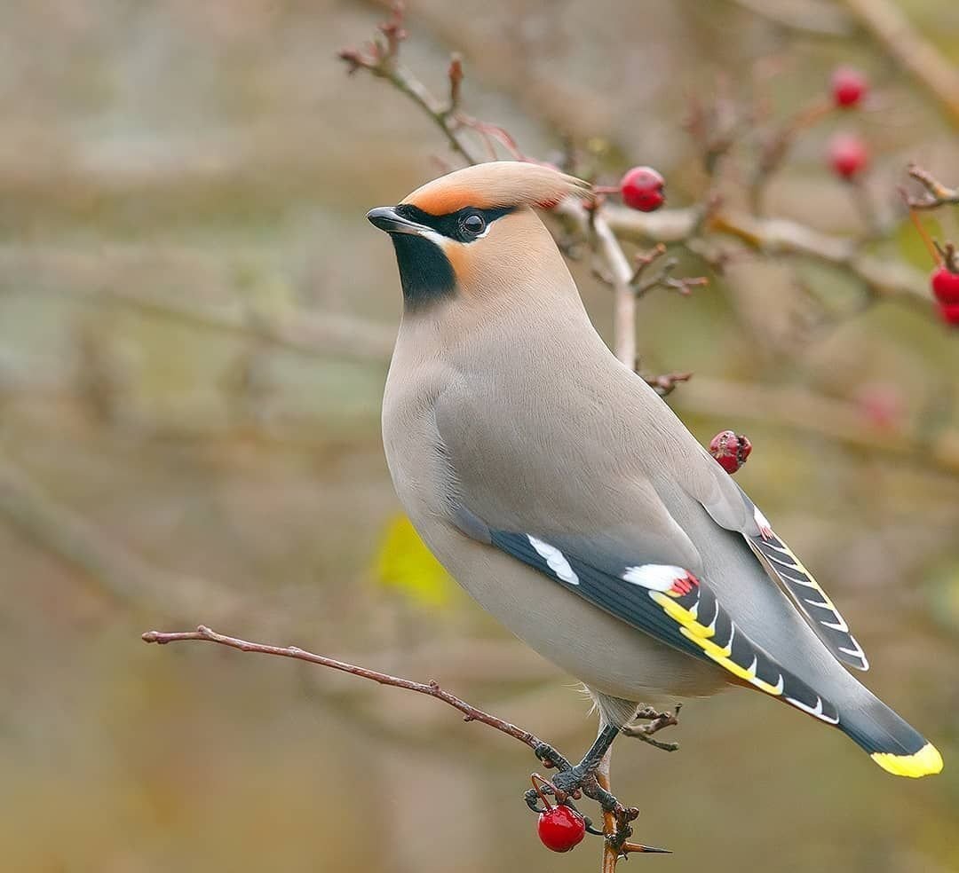 Клюв свиристели
