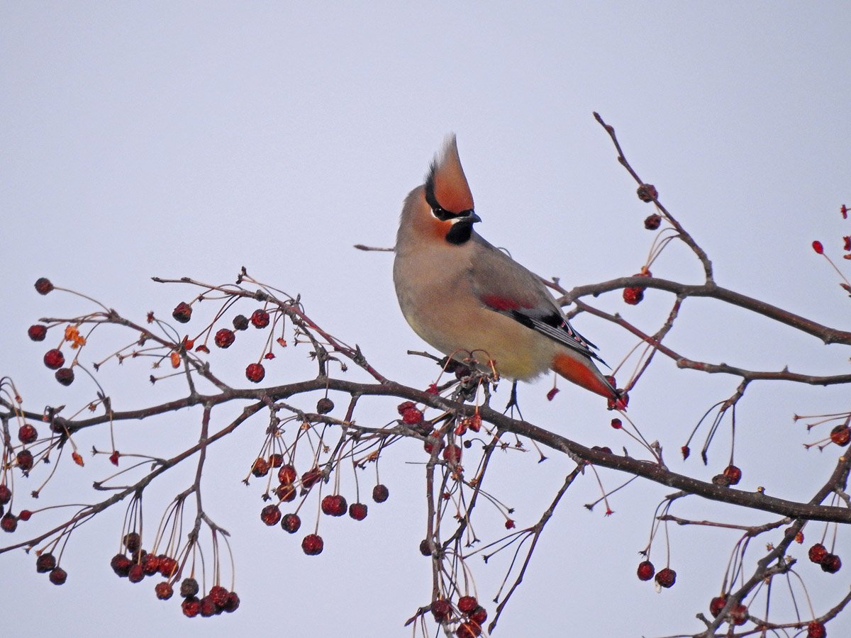 Свиристель Амурский свиристель