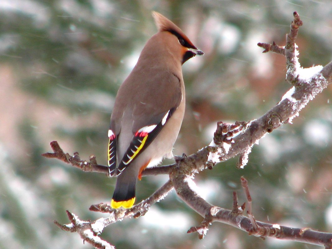 Вьюрок Коростель свиристель