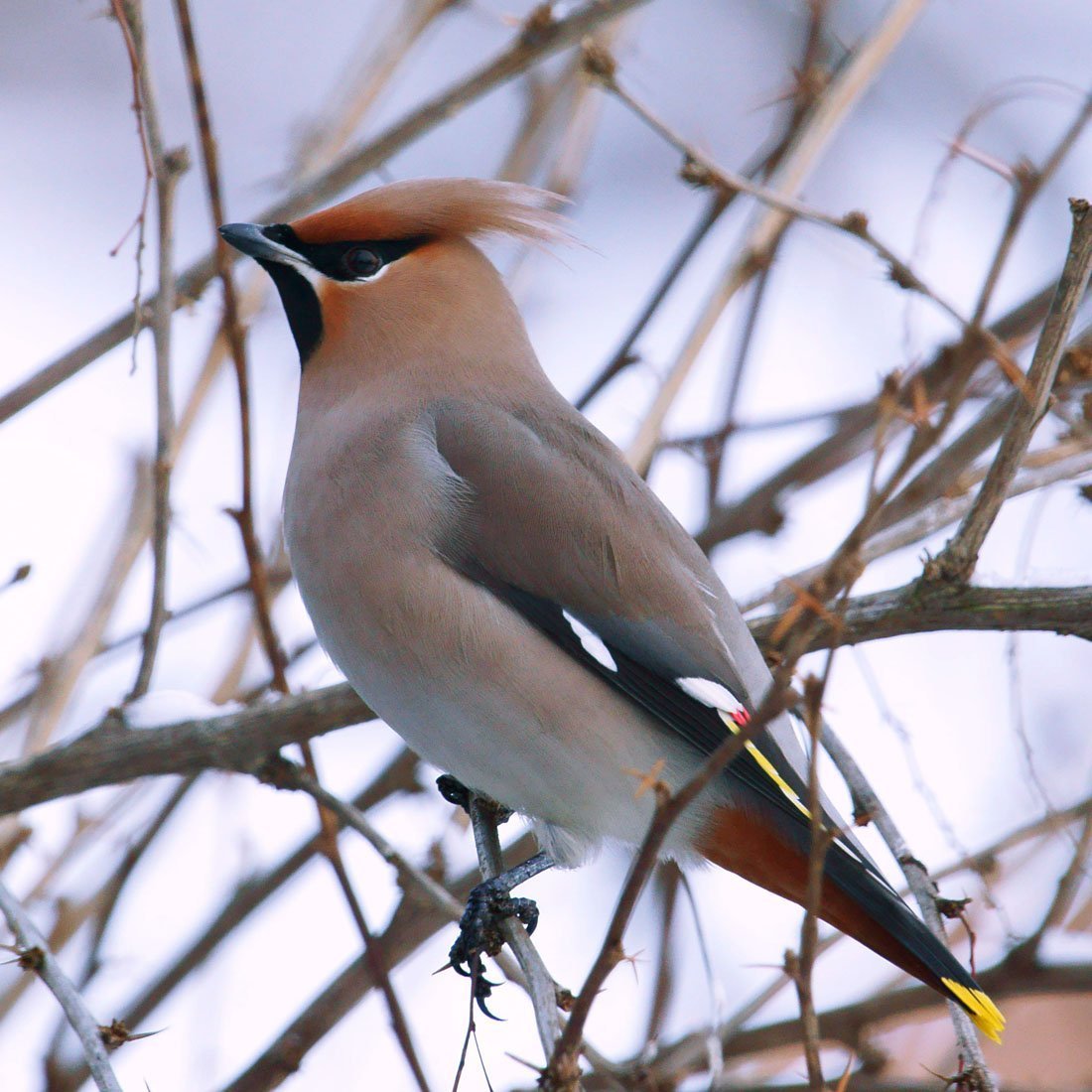 Сорокопут свиристель