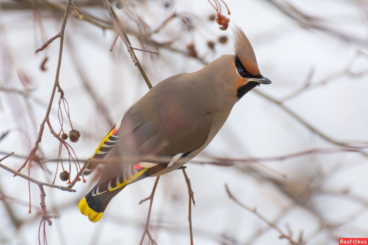 Зимующие птицы свиристели