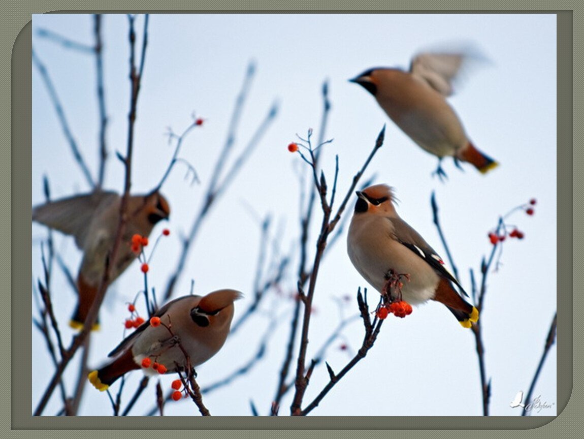 Птицы ранней весной