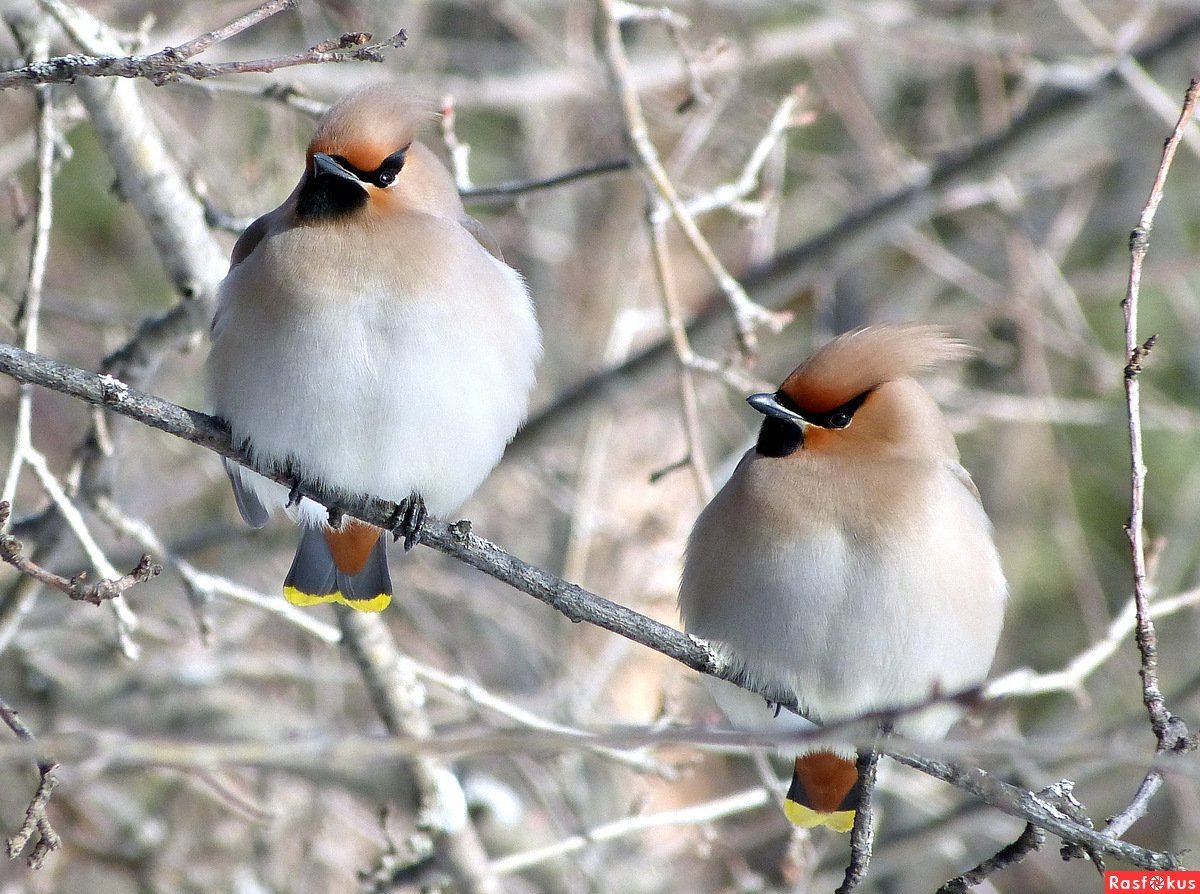 Свиристель зимующая птица