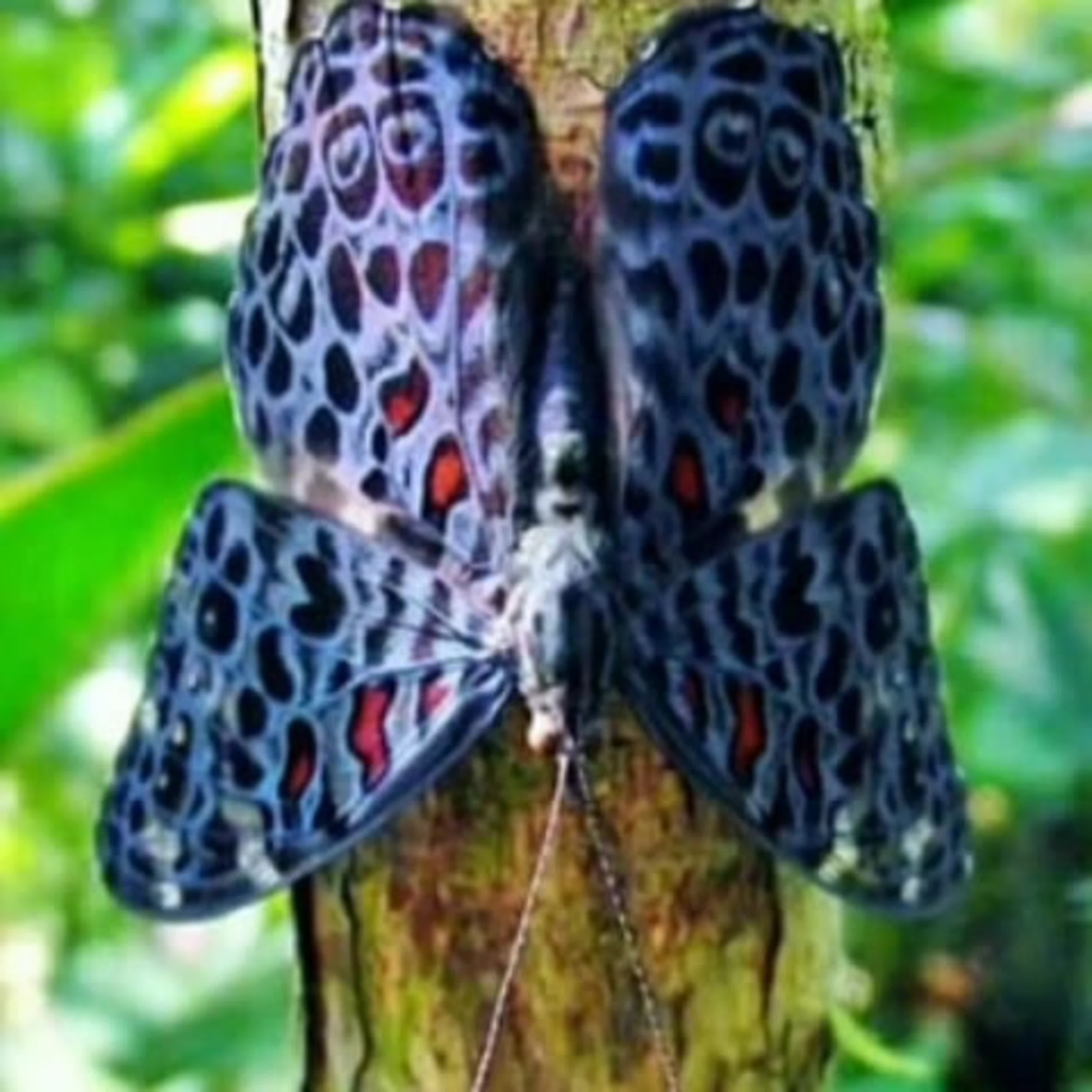 Крупные бабочки фото. Гамадриада велютина бабочка. Гигантские бабочки. Редкие бабочки. Огромные тропические бабочки.