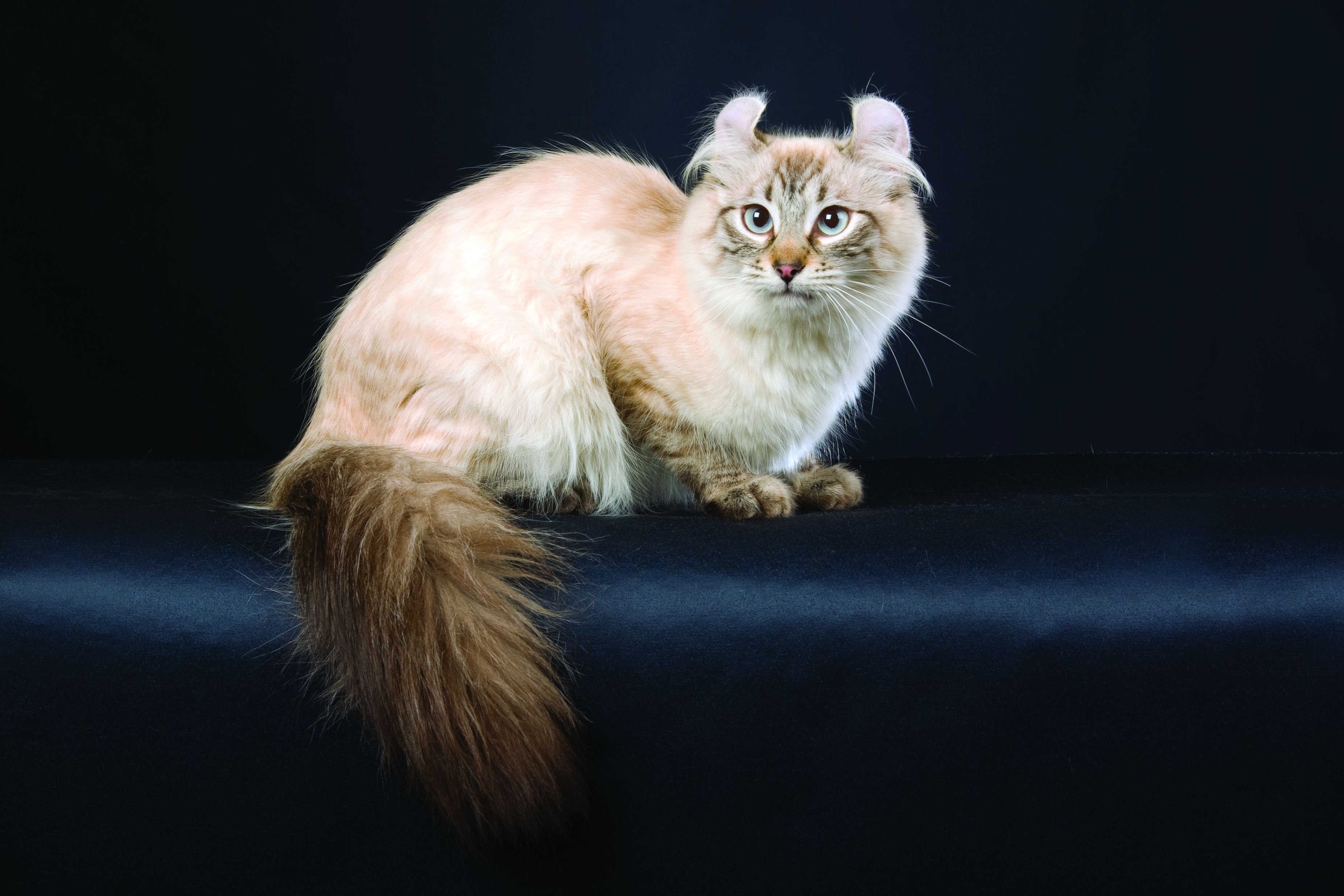 Кошка самой редкой породы. Американский керл. Американский кёрл кошка. Американский длинношерстный керл. Котята американский керл.