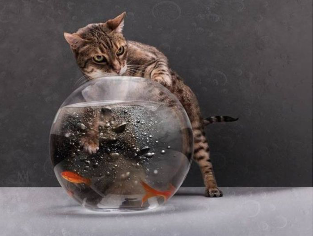 Аквариум для кота внутри. Аквариум с кошкой. Котенок и аквариум. Рыбки для кошек. Кот с рыбой.