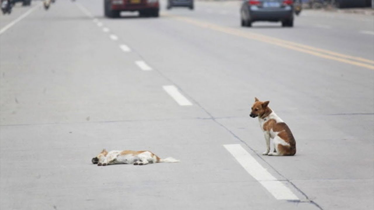 Сбитые кошки на дороге. Собака на дороге. Животные переходят дорогу.