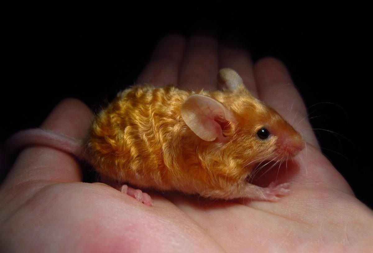 Бесхвостые крысы