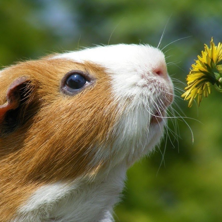 Крапчатая морская Свинка