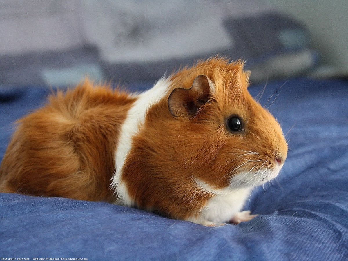 Морская Свинка пятнистая