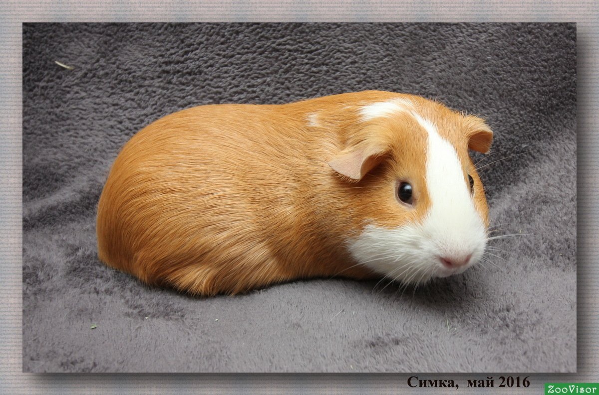 Морская Свинка агути бело рыжая