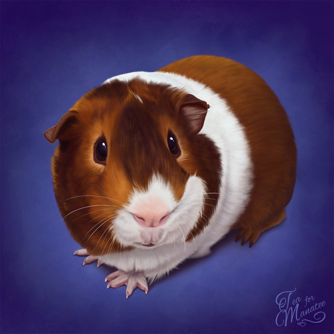 Морская Свинка рыжая гладкошерстная