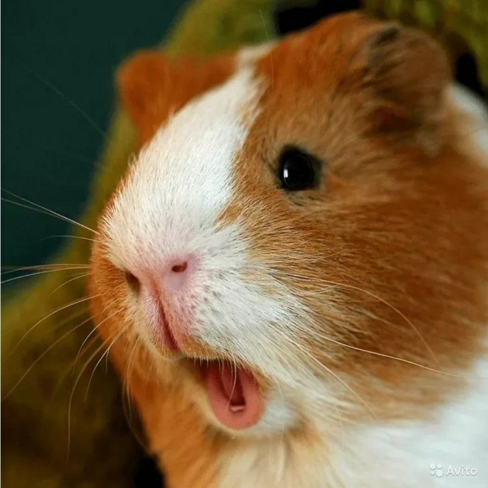 Морская Свинка гладкошерстная