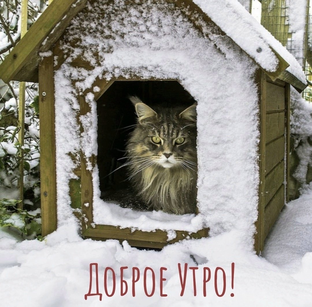 Домик уличный для кошек зимний