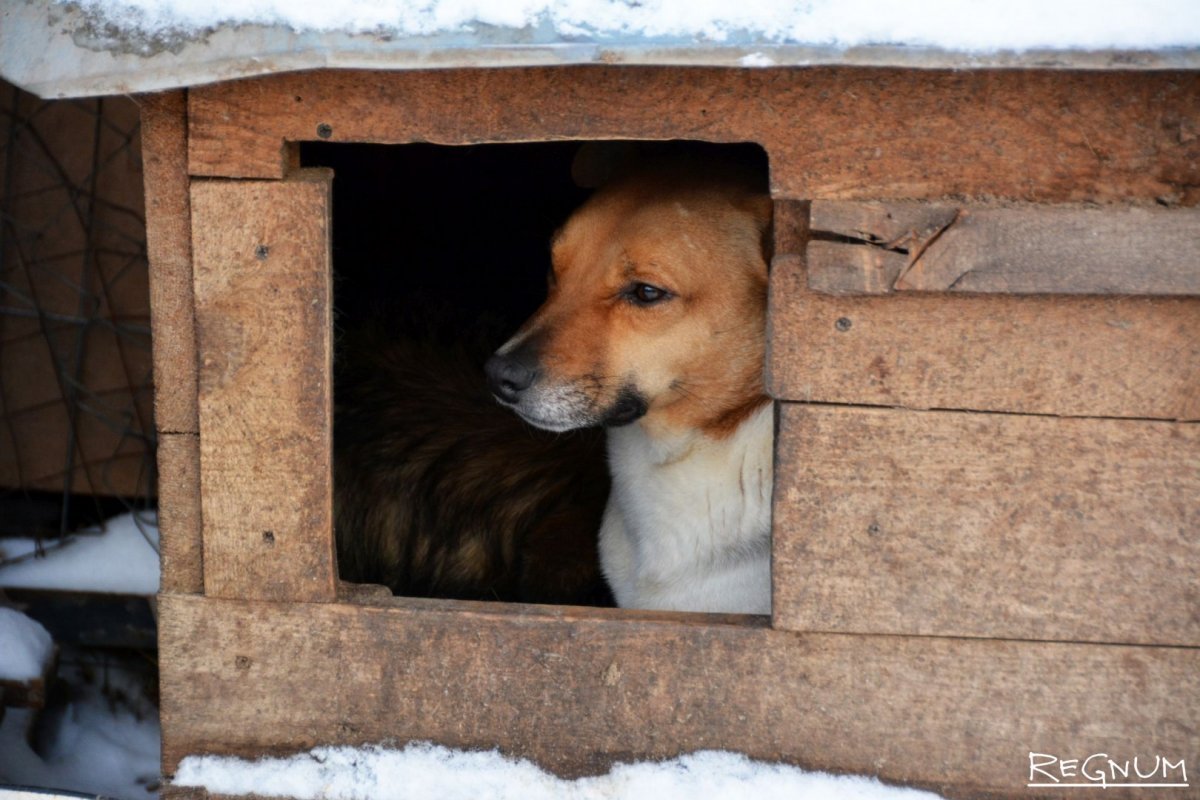 Собака в конуре зимой