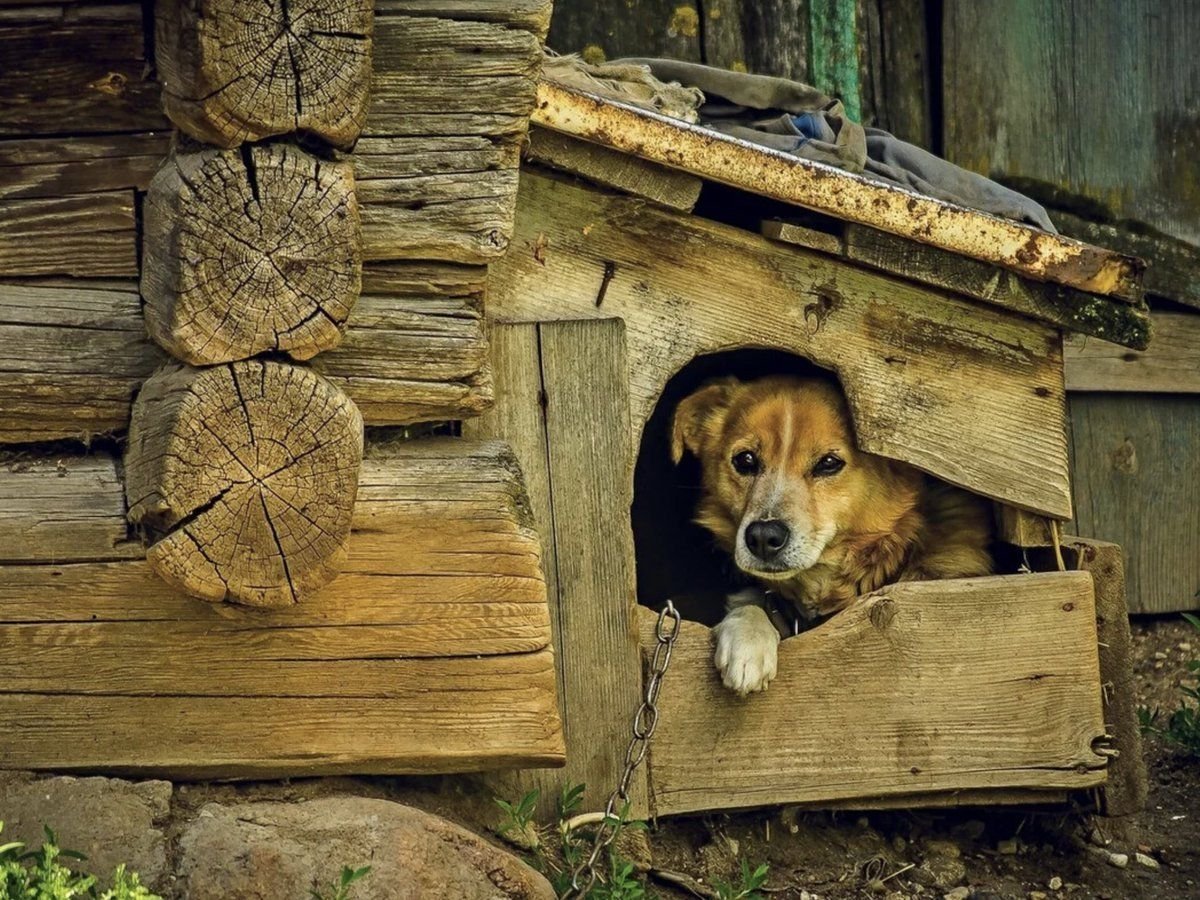 Собачья конура в деревне