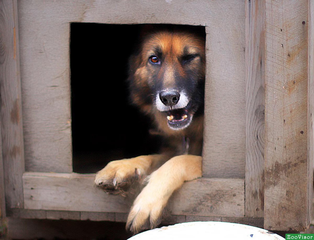 Будка для сторожевой собаки