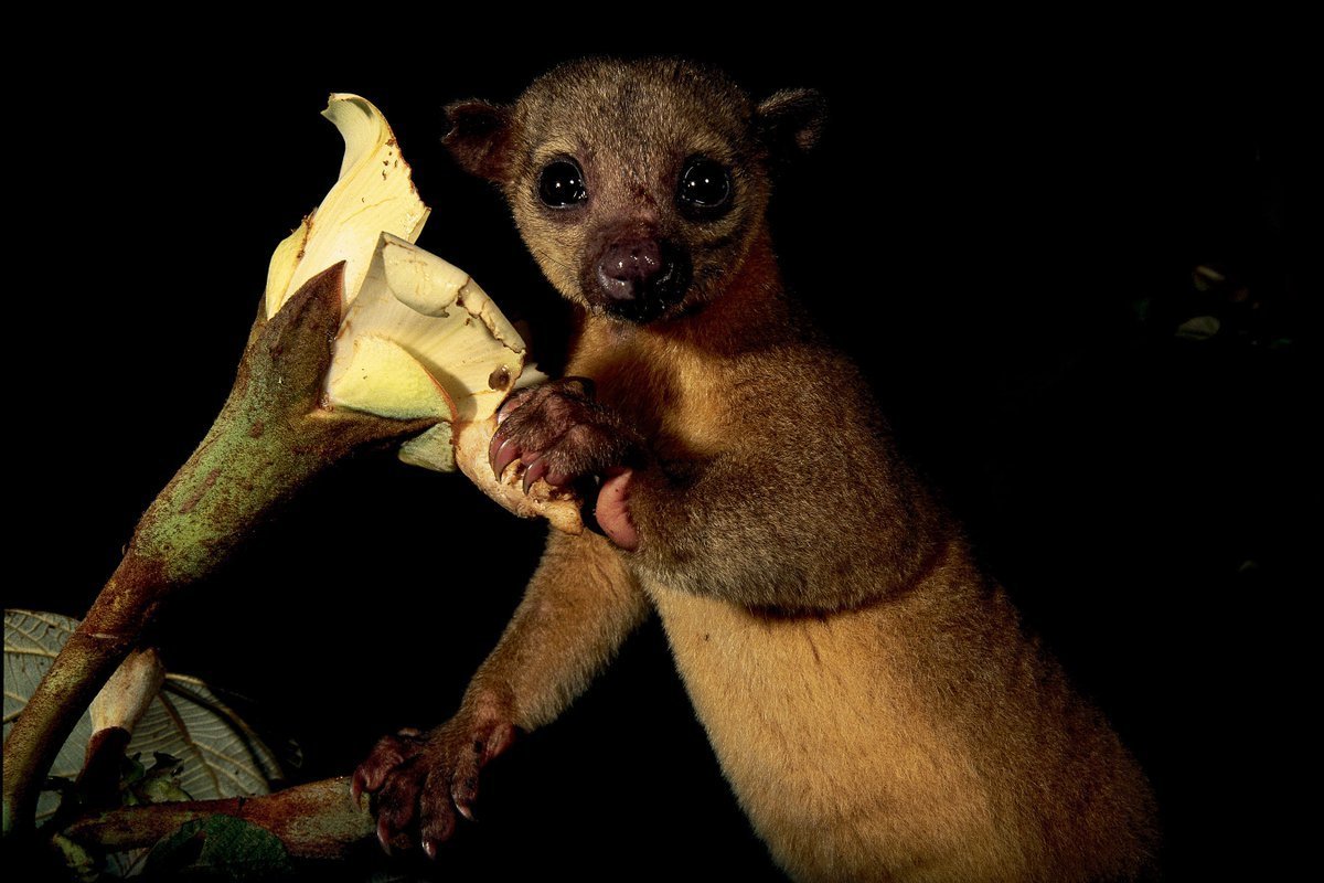 Лемур кинкажу