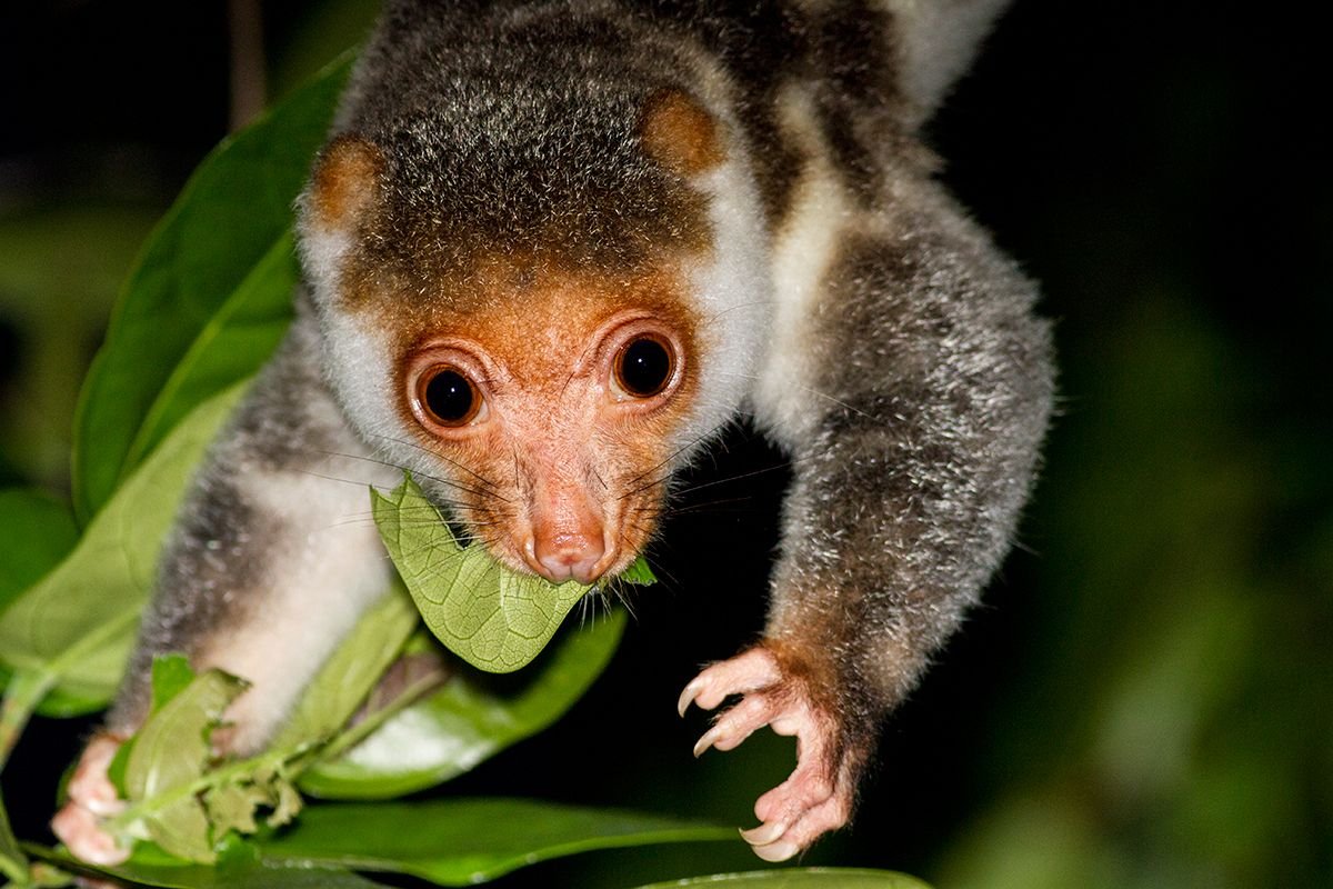 Пятнистый кускус