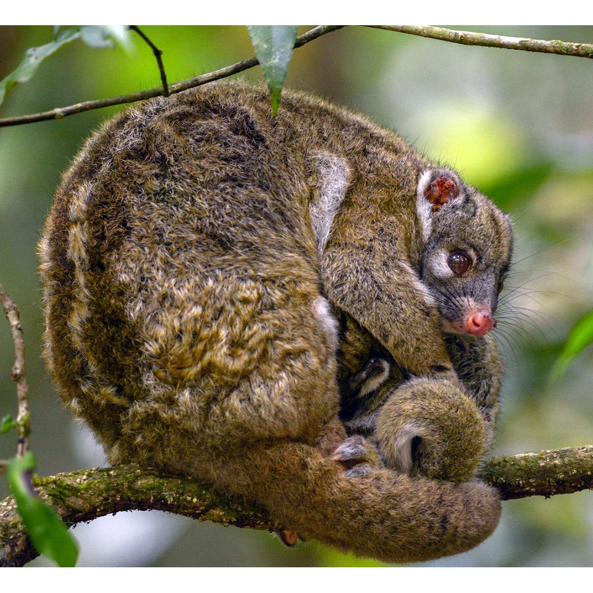 Полосатый кускус