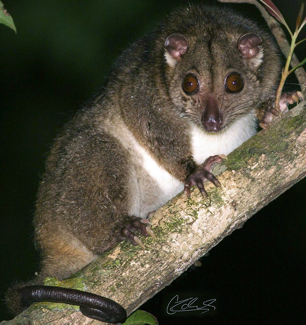 Сумчатый кускус