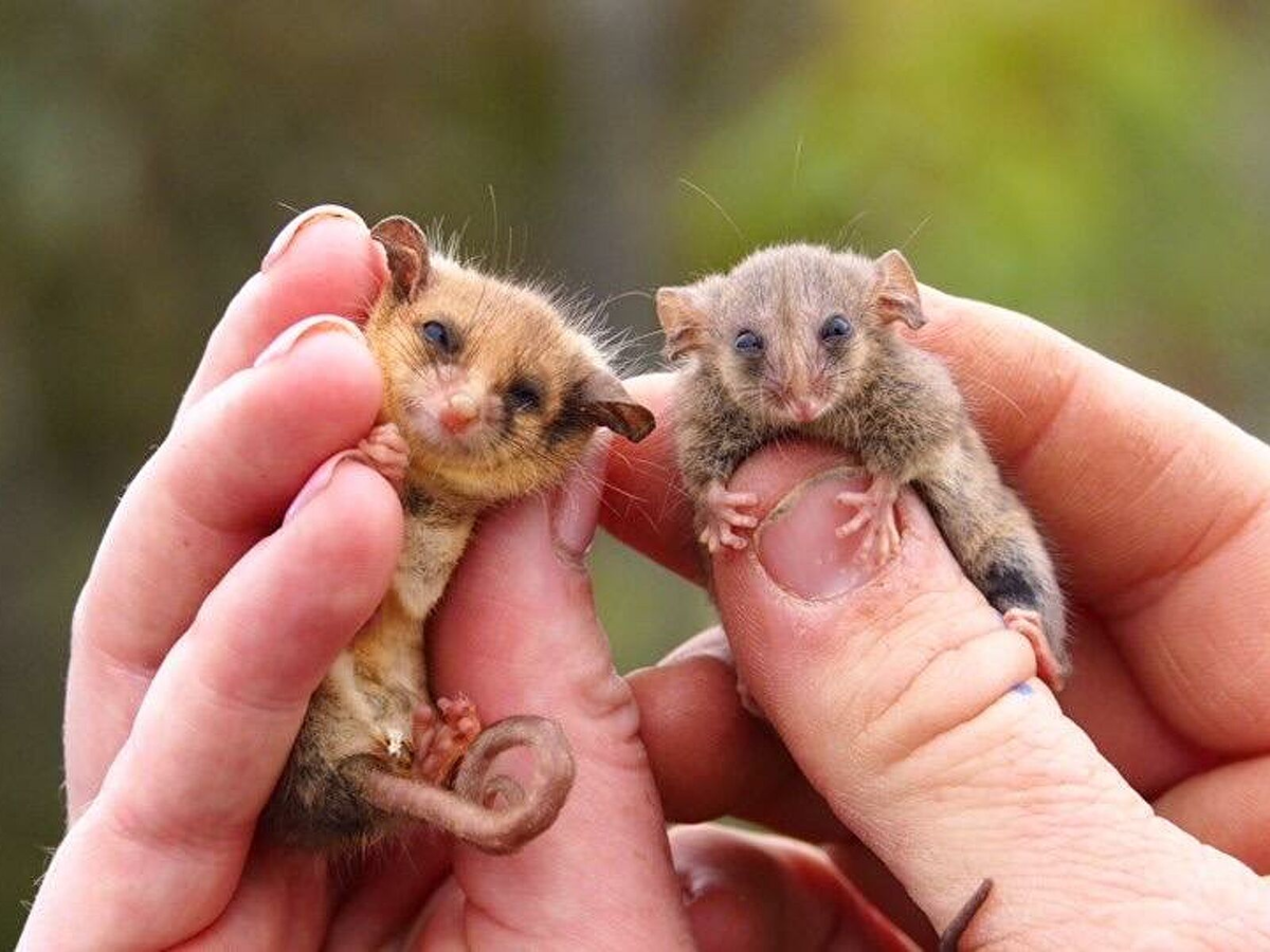 Австралийский карликовый поссум