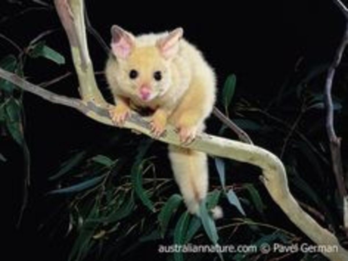 Поссум кузу