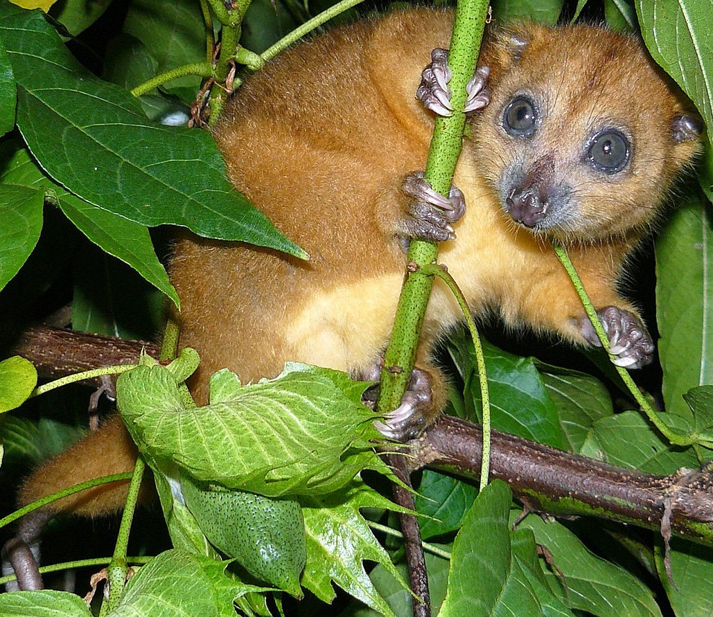 Горный кускус