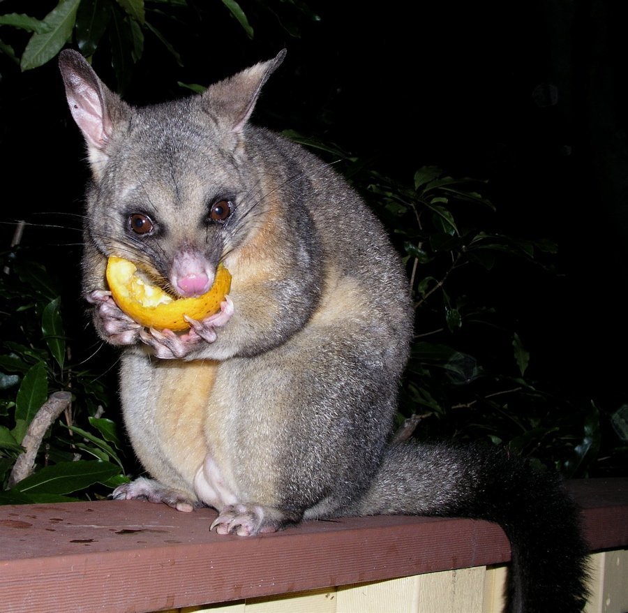 Кускус животное Австралии