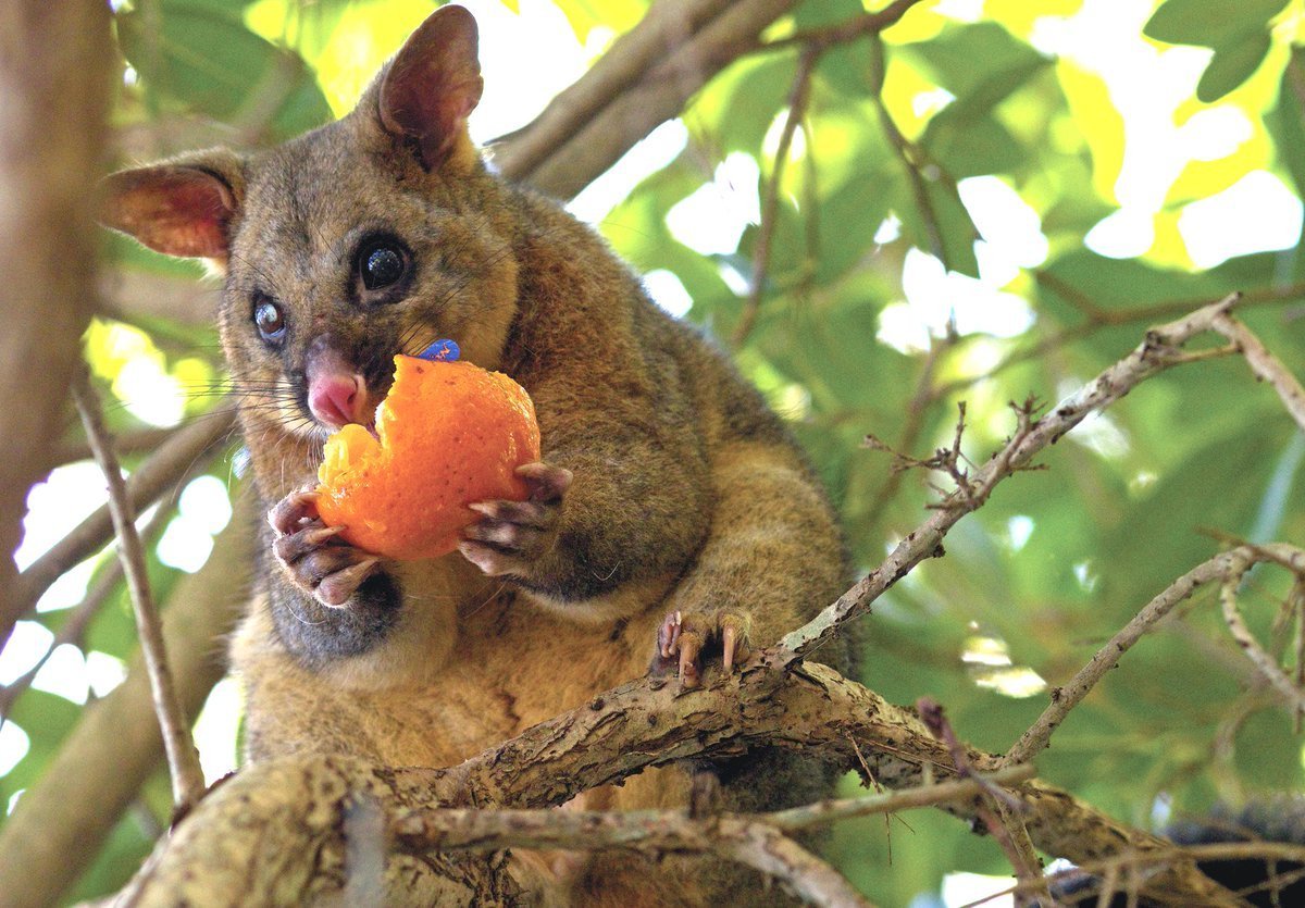 Сумчатая белка летяга