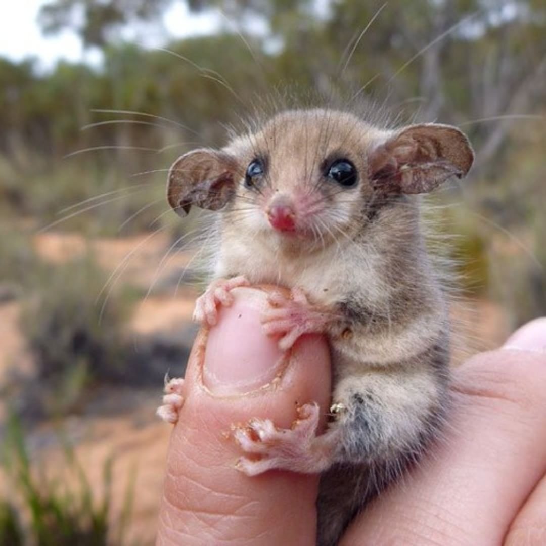 Карликовые поссумы