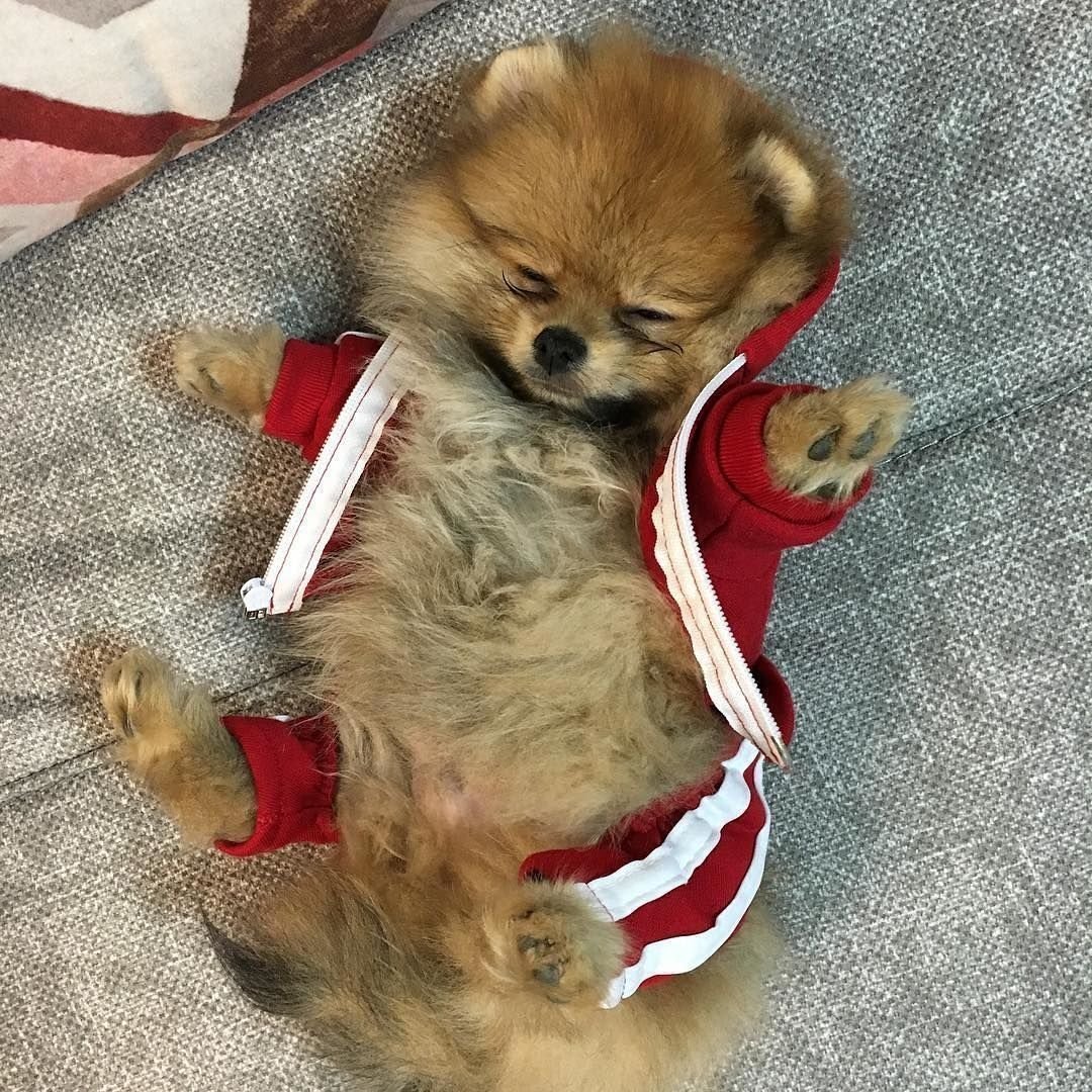 Померанский шпиц jiffpom белый