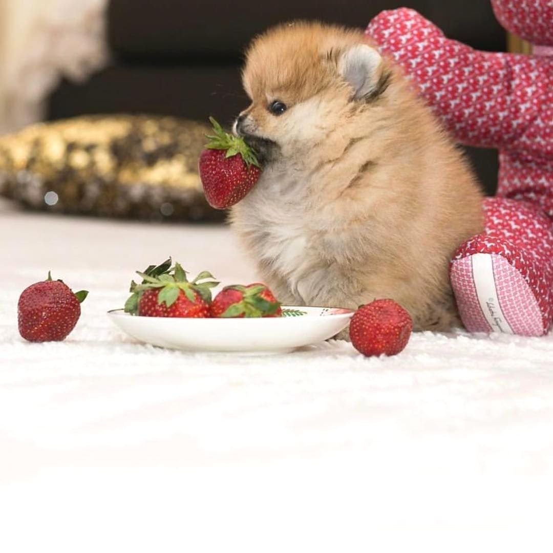 Шпиц Тедди собака