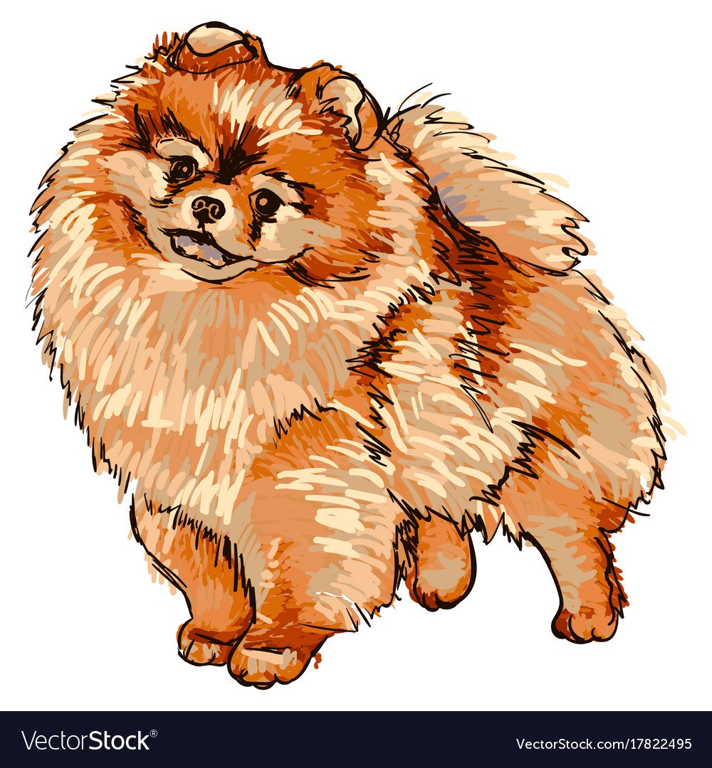 Кеесхонд белый