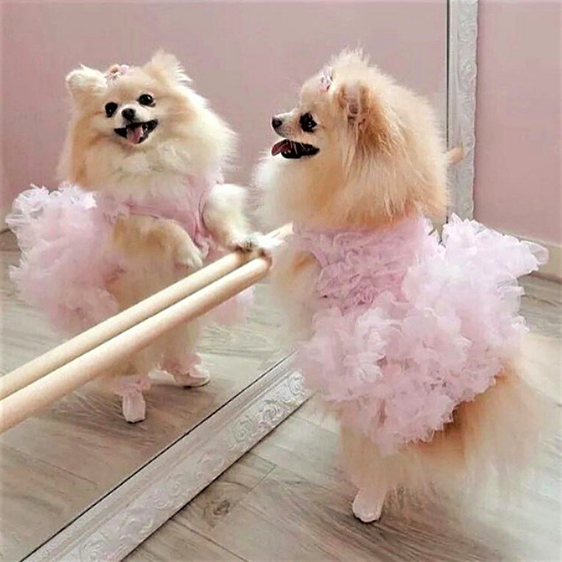 Померанский шпиц круглый