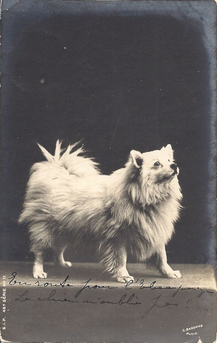 Померанский шпиц 19 век