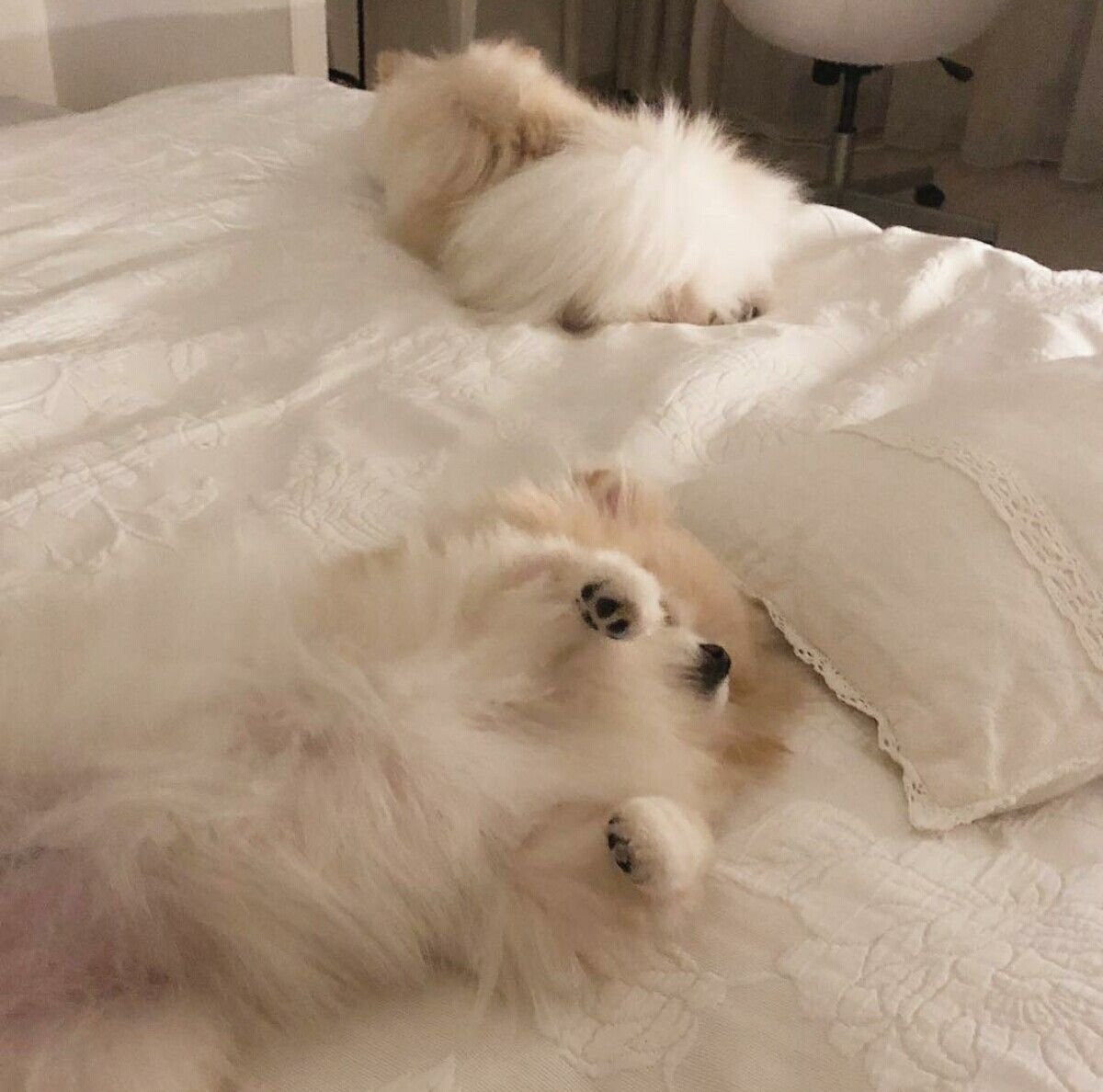 Шпиц в одежде